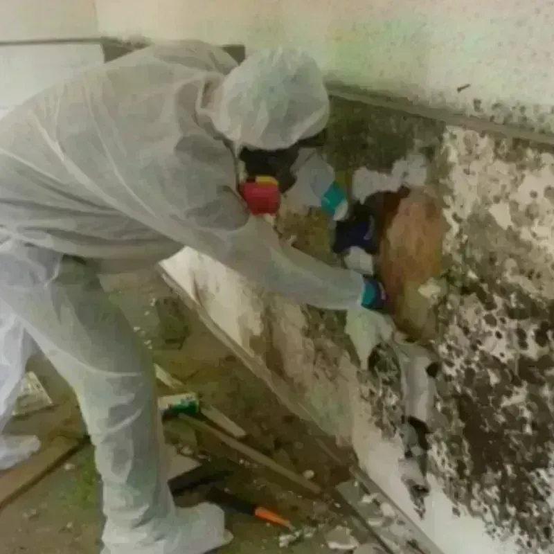 Mold Remediation and Removal in West Milton, OH